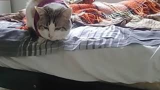 Clan of Xymox - The River abril de 16 2018