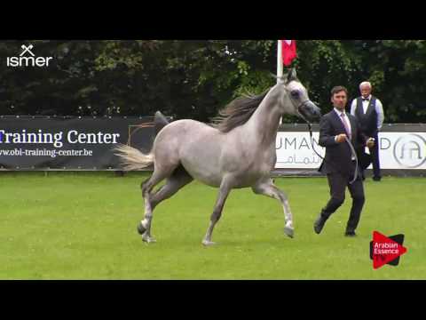 N.62 AV CLOUD DANCER - Ströhen 2017 C-Show - 3 Years Old Colts (Class 8)