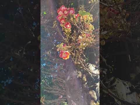 Silvania Goiás #plantas, jardim