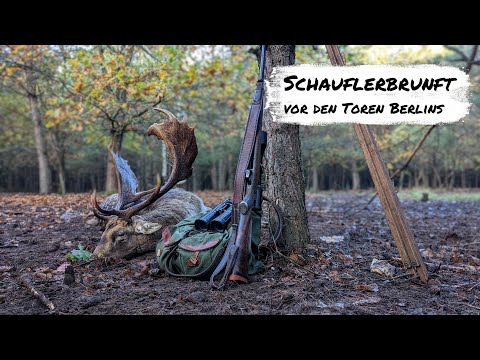 Fallow deer rutting season just outside Berlin - gold medal stag killed!