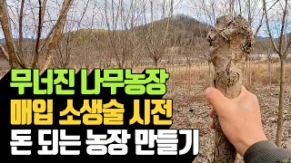 무너진 나무농장 매입 소생술 시전 돈되는 농장 만ᄃ…