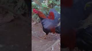Download lagu STORY WA 30 DETIK AYAM JAGO #music #shorts #ayamjago #peternakan mp3