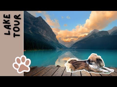 Exploring the Lake | Tibetan Spaniel Daki