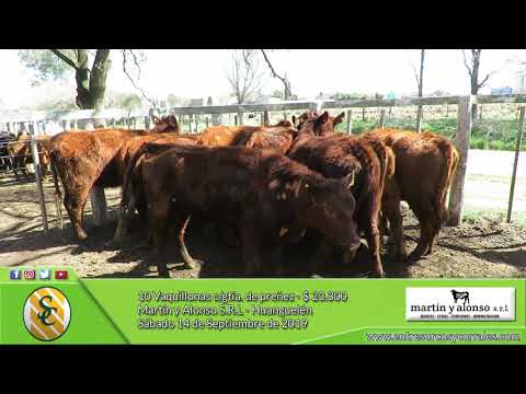 14-09-19 - Venta de Vientres - Martín y Alonso S.R.L. - Huanguelén
