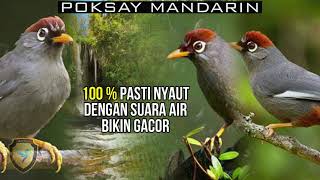 Download lagu POKSAY MANDARIN MACET PASTI NYAUT DENGAN SUARA TERAPI AIR DAN POKSAY MANDARIN GACOR INI mp3 Download lagu POKSAY MANDARIN MACET PASTI NYAUT DENGAN SUARA TERAPI AIR DAN POKSAY MANDARIN GACOR INI mp3