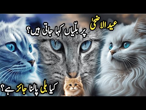 Kia Billi Palna Jaiz Hay | Facts About Cats| Eid ul Azha Par Billyan Kaha Jati Hay | Bakra Eid | Cat