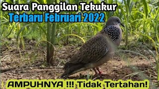 Download lagu SUARA PANGGILAN BURUNG TEKUKUR INI SANGAT CEPAT DI... mp3