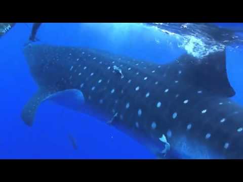 Massive Whale Shark Crashes Into Diver!