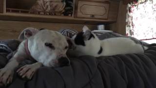 Lick lick nibble nibble