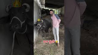 Download lagu bhains ❤️❤️❤️🥰🥰🥰🥰🥰😝 mp3