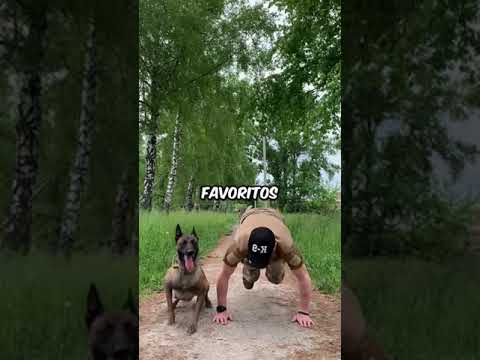 perros mas pequeños