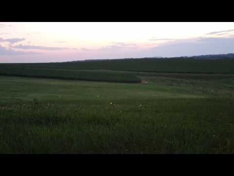 The field lit up with fireflies. It was pretty amazing to see.