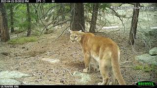 A mountain lion (cougar) calling and calling for a mate (April, 2023)