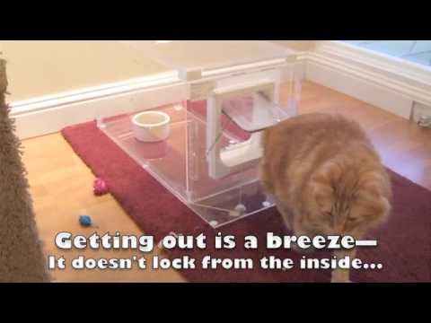 How to Keep Your Dog from Eating Your Cat's Food - Feeding and Litter Box Solution - MeowSpace®