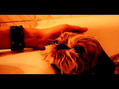 Trippy Dog Video
