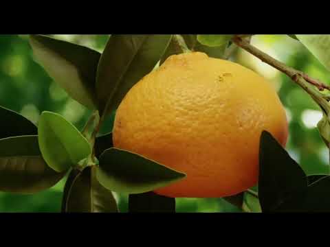 the beauty of  pollination