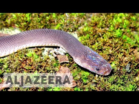 163 new species discovered in the greater Mekong region