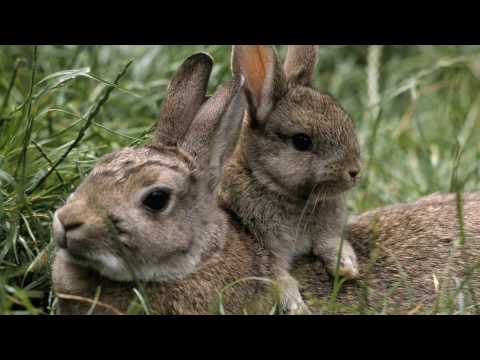 download lagu mp3 mp4 Rabbit Voice Download, download lagu Rabbit Voice Download gratis, unduh video klip Rabbit Voice Download