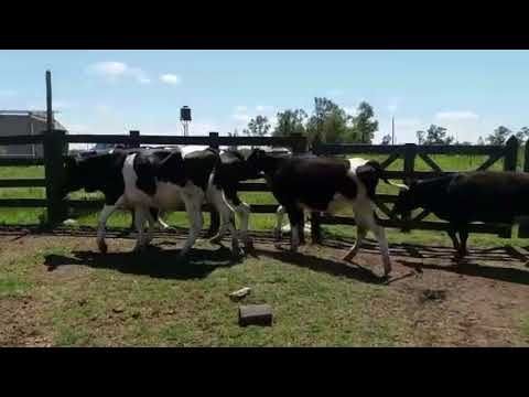 Lote 13 Novillos 1 a 2 años 11HO,  1HOxNO,  1HOxJY 300kg -  en Paso Birriel