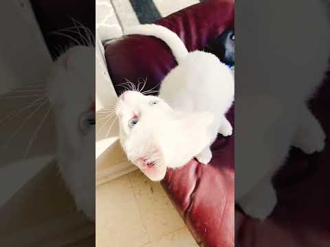 世界で最も高価な猫の品種の一つであるカオ・マネ・ダイヤモンドアイ猫は11,000ドル