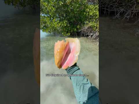 Cooking MASSIVE Hermit Crab