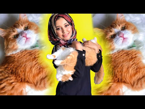 تبنيت قط من الشارع ! روتيني اليومي معه❤️