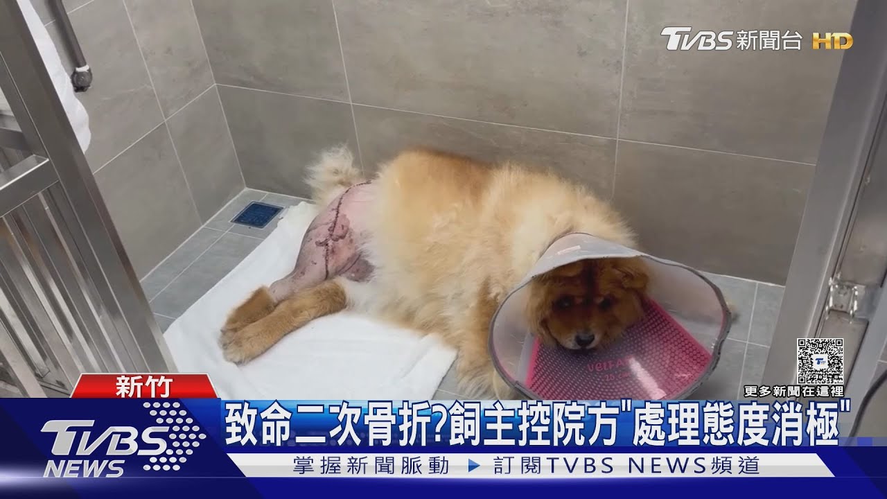 寵物狗骨折送醫「11天離世」！二度休克轉院　飼主淚控：要真相