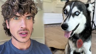 Something Else Is Wrong With My Foster Husky...