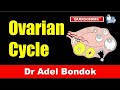 Ovarian Cycle, Dr Adel Bondok