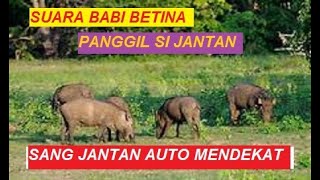 Download lagu SUARA BABI/CELENG BETINA PANGGIL SI JANTAN mp3