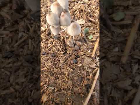 Horse manure plus water equals mushrooms! #gvhr #horserescue #equestrian #horse