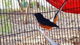 Download lagu Jelas LANGSUNG MERESPON dan NYAUT kalau dipancing dengan murai batu ini mp3