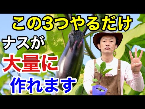 ちょっとした一角が菜園になります トピックス