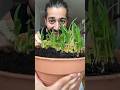 How To Grow Corn Creative Explained
