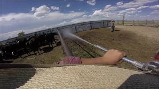 spraying the cows for flies, ranch work