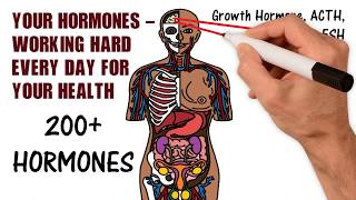 Your Hormones - Working Hard Everyday!