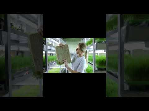 The Future Is Here: Synthetic Yeast Genome Nears Completion With New Milestone