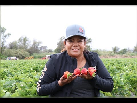 Strawberry Farmer Domitila Tapia Spanish