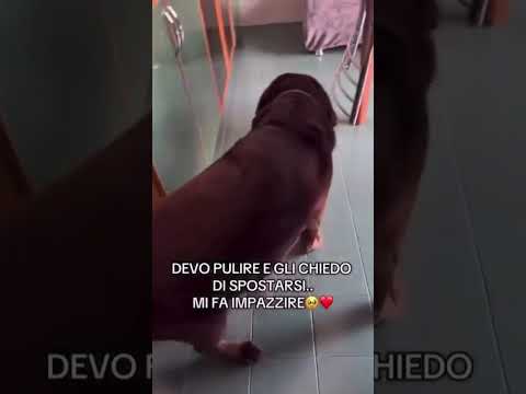 Quanto dolce ❤️#perte #cani #amore