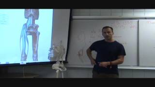 Download Lagu Rooting the Femur v.s. Hip Hyperextension in Anusara Asana Anatomy Thumbnail