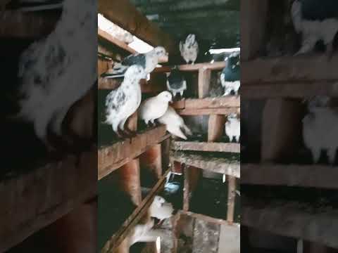 DOVES AND BEAUTY🤩💕#amapiano #music #afrobeats #shortviral #goviral