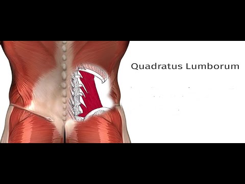 Zwei Minuten Anatomie: Quadratus Lumborum (QL)