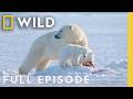 Animal Parents Of The Arctic Full Episode Incredible Animal Journeys Nat Geo