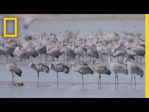 download lagu mp3 mp4 Crane Bird, download lagu Crane Bird gratis, unduh video klip Crane Bird