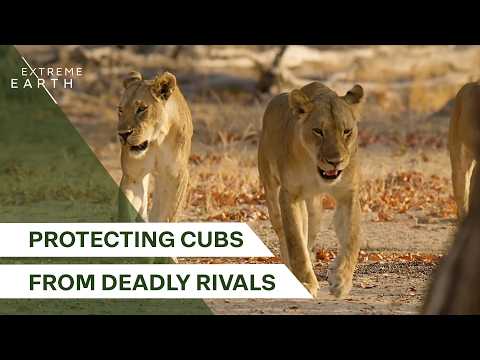 The Most Dangerous Year for Lion Cubs (4K Documentary)