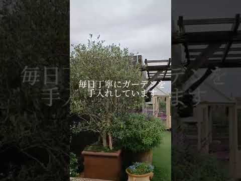 太陽に満ちた花を咲かせる低木が庭を作り、驚異的な装飾品となる