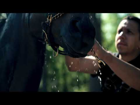 Steeplechase of Charleston Video