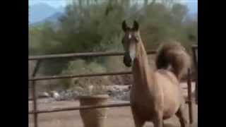 .•♥• El siete leguas •♥•. ( Vicente Ferrnandez )