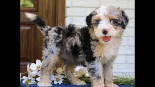 Video preview image #1 Bernedoodle (Miniature) Puppy For Sale in NARVON, PA, USA