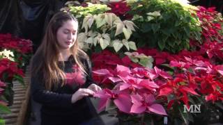 Poly Plant Shop and student enterprise team up to sell poinsettias